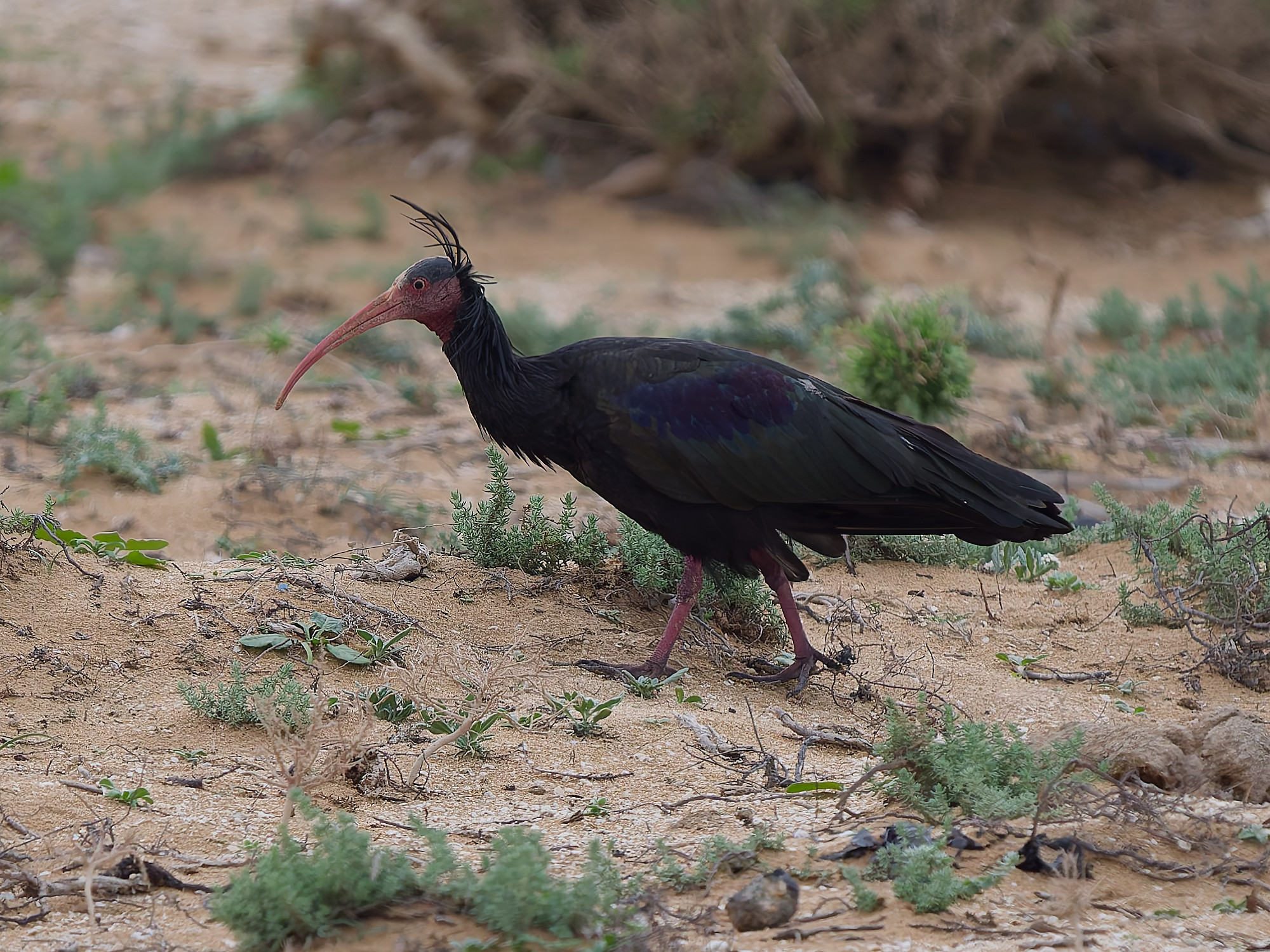 Geronticus eremita / Northern bald ibis / Heremietibis